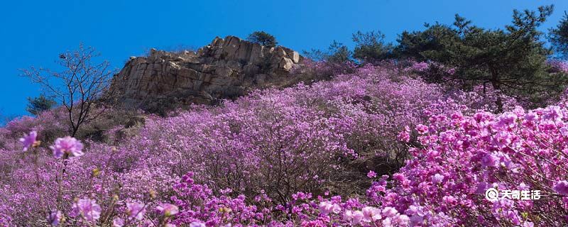 武威市春季赏花去哪里