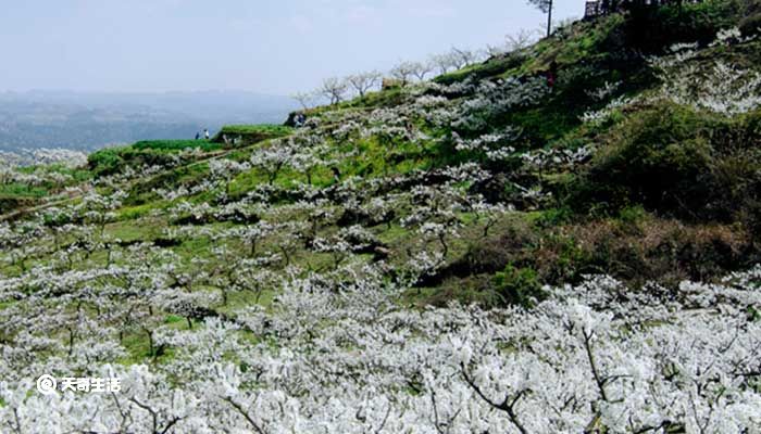 温州市春季赏花去哪里