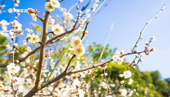 徐州市春季赏花去哪里