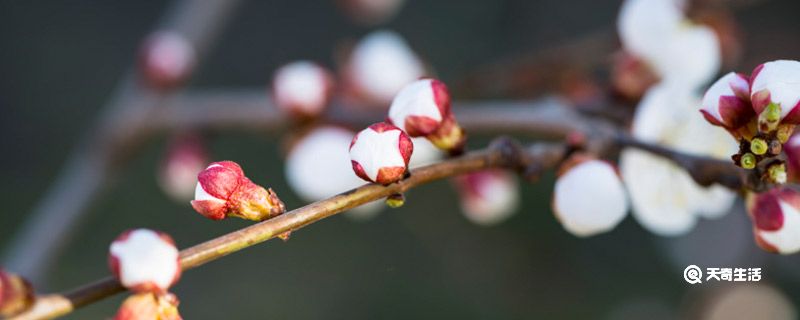 赣州市春季赏花去哪里  赣州春季赏花攻略