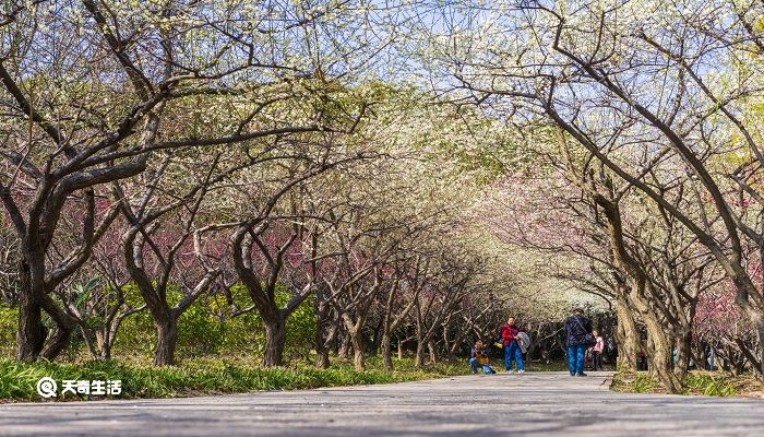 扬州市春季赏花去哪里