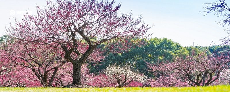 大庆市春季赏花去哪里 推荐大庆市春季赏花景点