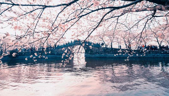 无锡鼋头渚樱花节时间