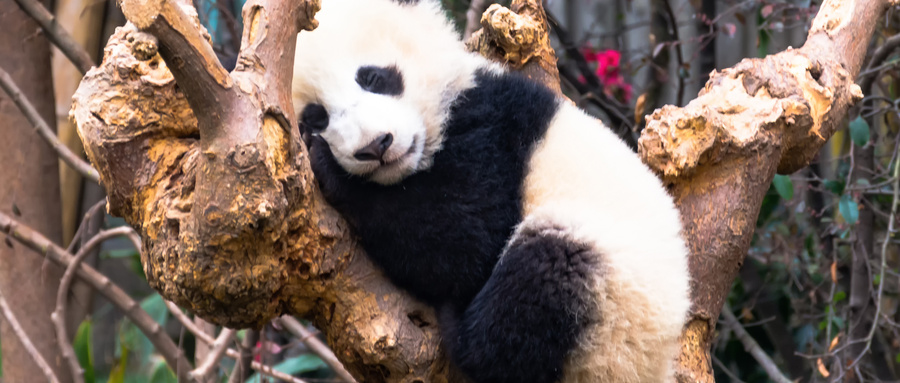 成都必去六大旅游景点，武侯祠排第五，第一以熊猫为主题