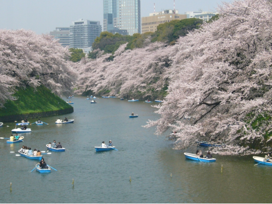 日本东京都内的赏樱胜地